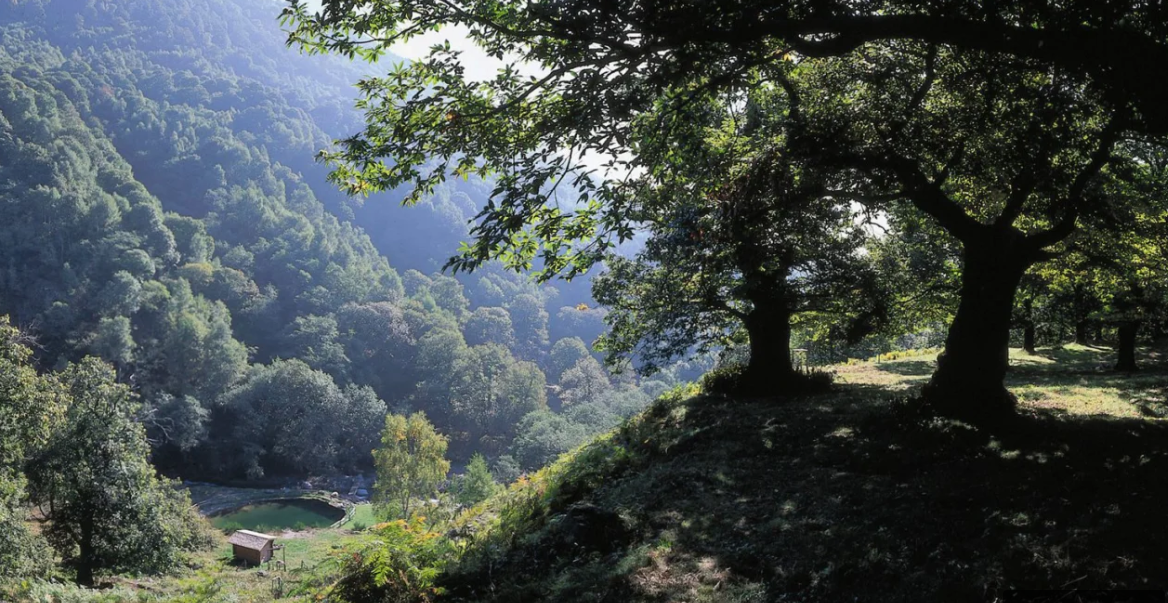 arosio camino de castanas